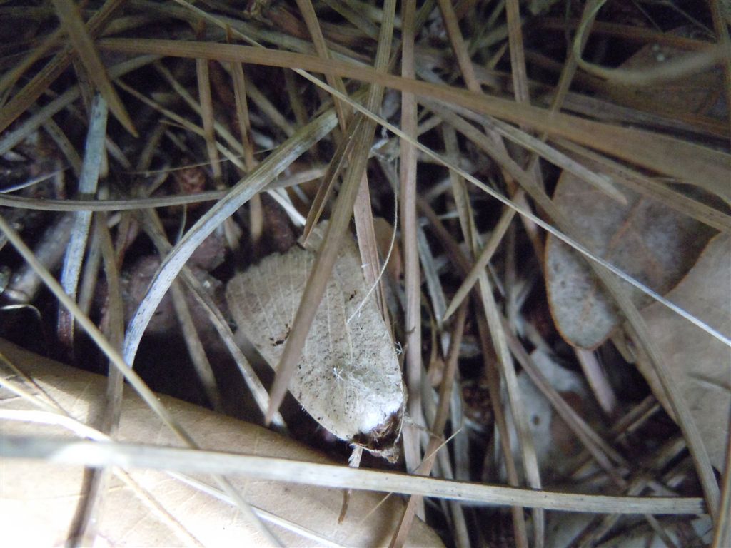 Lygephila craccae??